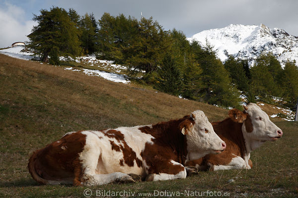 Milchkhe Rinder Paar Vieh-Duo auf Almwiese vor Schneeberg