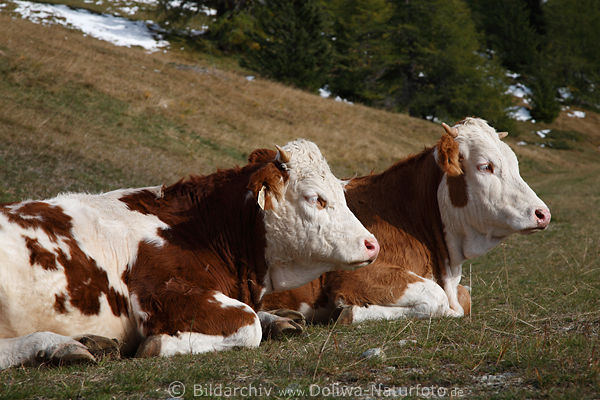 Rinder Paar rotweiss Khe liegend auf Wiese weibliche Milchkuh Kpfe Doppelportrt