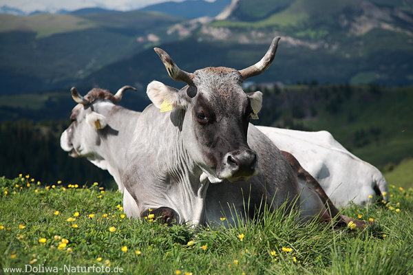 Kuh Rind mit Doppelkopf Illusion Hrner-Tiere