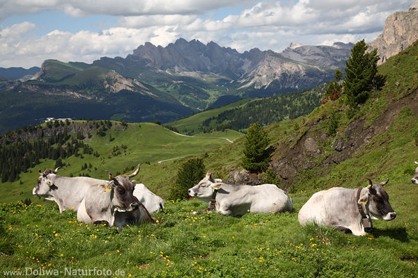 Rinder auf Almwiese Hochplateau creme-weiss Milchkhe mit Hrner in Bergland