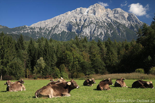 Rinder Viehherde auf Grnwiese Bergkhe Erholung unter Gipfeln