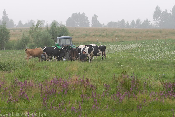 Kuhmelken auf Wiese per Bauer gemolkene Khe Foto 55830 Rindvieh um Traktor