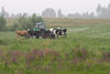 Kuhmelken auf Wiese per Bauer gemolkene Khe Foto 55830 Rindvieh um Traktor