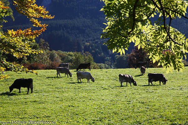 Kuhweide saftige Grünwiese Vieh in Sonnenschein grasende Milchkühe