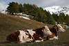 005376_Milchkühe Rinder Paar photo auf Almwiese vor weissen Schneeberg rotweißes Vieh-Duo