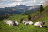 Rinder auf Almwiese Hochplateau creme-weiss Milchkühe mit Hörner in Bergland