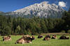 Rinder Viehherde auf Grünwiese Bergkühe Erholung unter Gipfeln