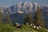 1202036_Schafherde im Gebirge Bild Bergweide Grnwiese Wolltiere ber Tal Naturfoto in Felspanorama