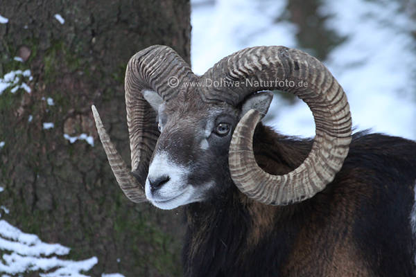 Mufflon Wildschaf mit schneckenfrmigen Hrnern Brauntier mit weilichen Sattelfleck