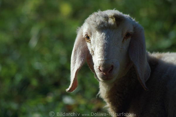 Schaf Ovis aries Lmmchen Kopf Portrt auf Wiese Kamera-Blick