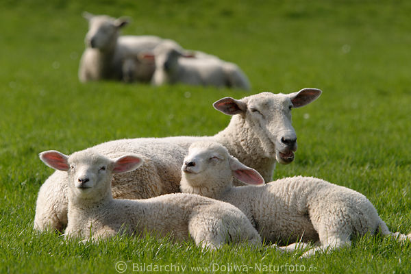 Schaffamilie niedliche Lmmchen