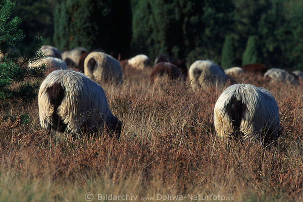 Heidschnucken Schafe Hintern Foto Schnucken Schafherde Lneburgerheide Tiere
