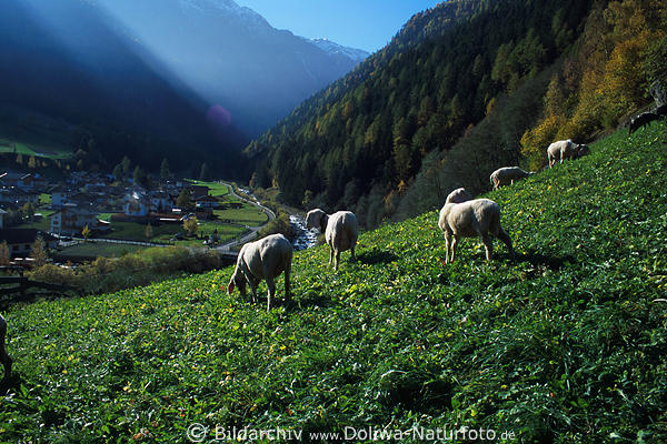 Schafherde weiden auf Alm Bergwiese Schafweide Nutztiere