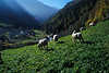 Schafherde weiden auf Almwiese Berghang