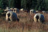 Heidschnucken Schafe Hintern Schnucken Schafherde Lüneburgerheide Tiere