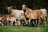 Kamerunschafe braune Sippe Schafsfamilie mit Schäflein in Marsch