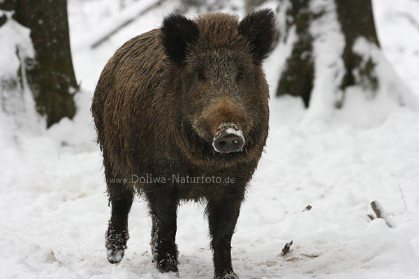Wildschwein Winterbild Keiler Bache Borstentier auf Schnee