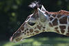 Netzgiraffen Bilder Großtierfotos Giraffa camelopardalis reticulata Infos Tierkopf Porträt seitlich