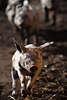 1100392_ Schweine Ferkel lustiges Foto: Jungtiere in Lauf, Schweinchen mit Absteh-Ohren rennend in Tierfotografie aus Gehege