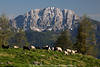 Schafe auf Alm Bergweide mit Felspanorama Schafherde Freilauf in Naturidylle Fotos