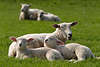 700964_ Schaffamilien, Schafe niedliche Lämmchen Paar auf Grün-Wiese, Mutter mit Lamm Ovis aries
