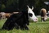 Rind Hornträger Kuh schwarz mit Weisskopf sitzend auf Wiese mit Hörner