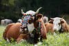 810932_ Rind Hornträger Foto mit Kopfschmuck, braune Kuh mit Glocke, Bergkuh sitzend im Gras auf Wiese