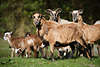 Schafensippe braune Kamerunschafe auf Weide Widder mit Schafskinder & Schafsmutter