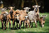 Schafssippe braune Sippschaft Kamerunschafe Schaffamilie Widder Schafskinder