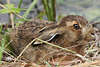 Hasenbaby Naturbild junger Feldhase Tierkind Wildlife Fotografie Junghase im Nest
