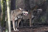 Wolfspaar Wölfe Canis lupus