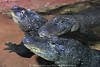 Krokodile Panzerechsen Bilder Alligatoren Kaimane Gaviale Fotos Wasserraubtiere