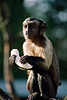 Kapuziner niedliches Äffchen Tierporträt mit Banane in Händen hochstehen