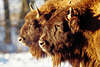 Bisons Tierbilder Büffel Hörner Nasen Kopfduo in Rotsonne Winterfotografie