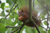 Eichhörnchen futtert aus Nussschale Sitz auf Zweig buschiger Schwanz in Blättern