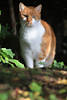 Katze weiss-braun Grossfoto Tierportrait in Natur Grünblätter