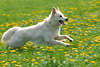 3502_ Weiß Schäferhund Foto Laufsprung Grünwiese in Frühlingsblumen rennen, dog run on green-meadow