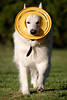Hund mit Frisbee am Kopf in Laufbild Maul Augenblick frontal