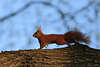 Eichhörnchen Foto Laufporträt auf Baum vor Himmel braunes Felltier Wildlife Naturbild