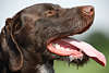 904779_ Hund Deutsch-Drahthaar Schnauze Foto, Jagdhund Kopf ausgestreckte Zunge Bild seitlich Porträt