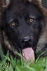 Hund zeigt Zunge Augenkontakt schwarze Schnauze friedlicher Blick Fell dunkel im Gras