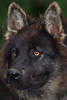 Hund süsse Schnauze Foto dunkles Fell schwarzbraun Kopf Ohren Augen hübsches Tierportrait