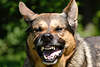 Böse Hunde Zähne scharf beißen drohen Rüde Maul Hundschnauze Bilder Tierfotos