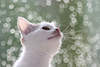 Kätzchen Schnauze mit Schnurrbart Nase in Portrait vor Reflexen im Sonnenschein, weisse Katze