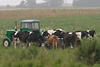 Kuhmelken per Hand auf Weide Rindvieh Foto 55829 Kühe gemolken durch Bauer um Traktor
