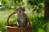 Katzekind im Korb Kätzchen im Flechtkorb Foto auf Wiese, Kätzchenschrei in Katzenjungtier Tierfoto