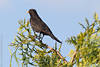 1400582_Amsel-Mnnchen schwarzer Vogel Foto auf Singwarte Baumzweig vor Blauhimmel