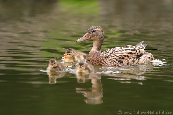 Entenfamilie Vgelmutter+ssse Kken Naturbild auf Wasser schwimmen