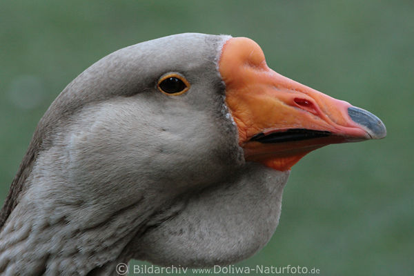 Graugans Anser anser Gans foto, Gnseart mit Hckerschnabel, Schnabel mit Hcker am Kopf