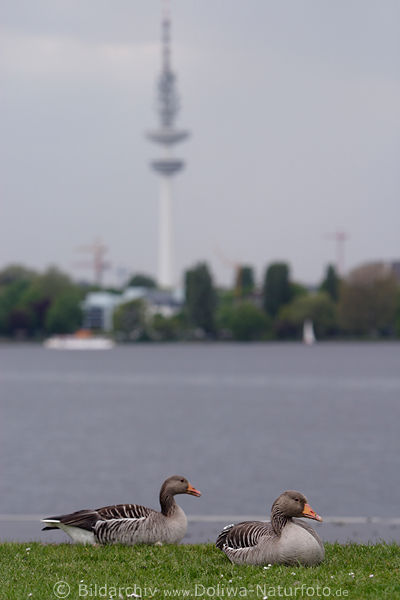 Wildgnse in Hamburg Graugnse Paar auf Alsterwiese vor Fernsehturm, Anser anser Gansart